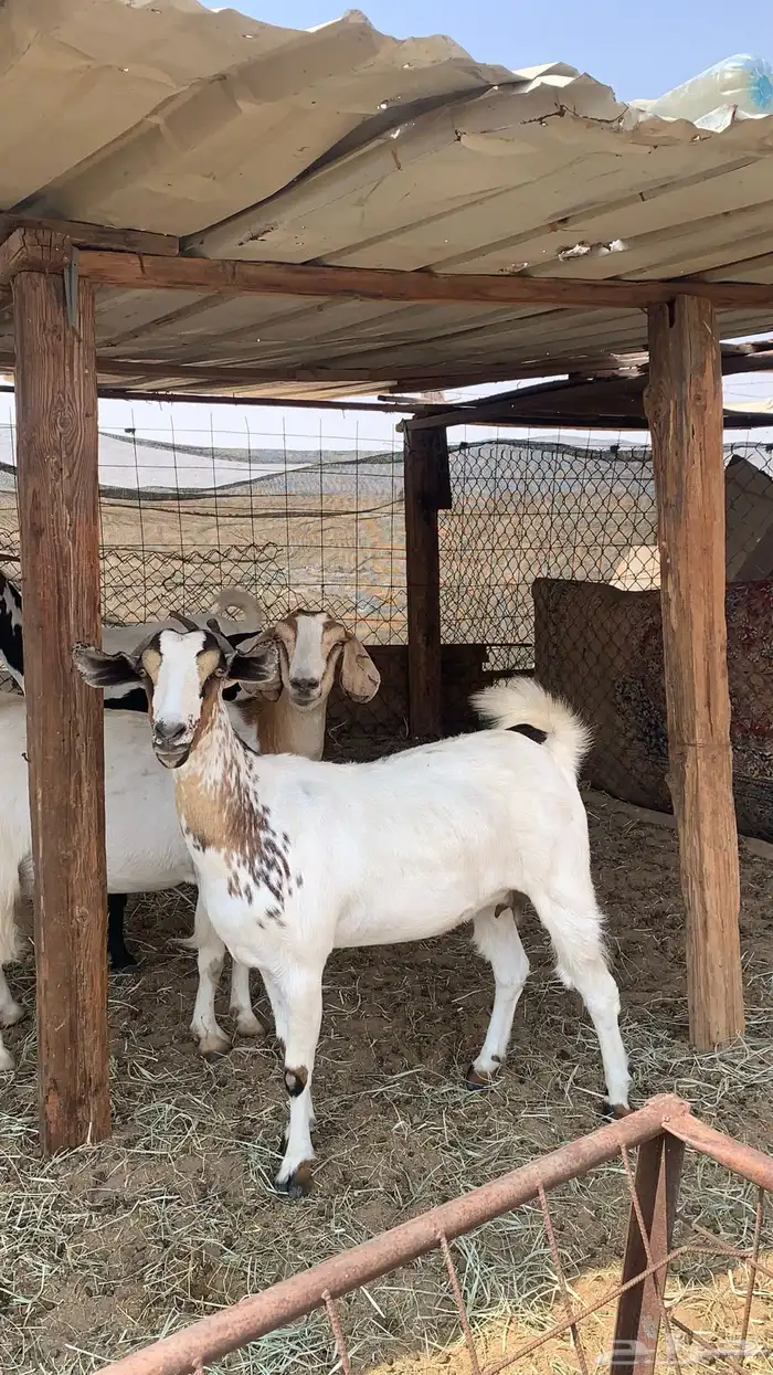 معزا بيشيات مراح واحد دفيع و ولد 6