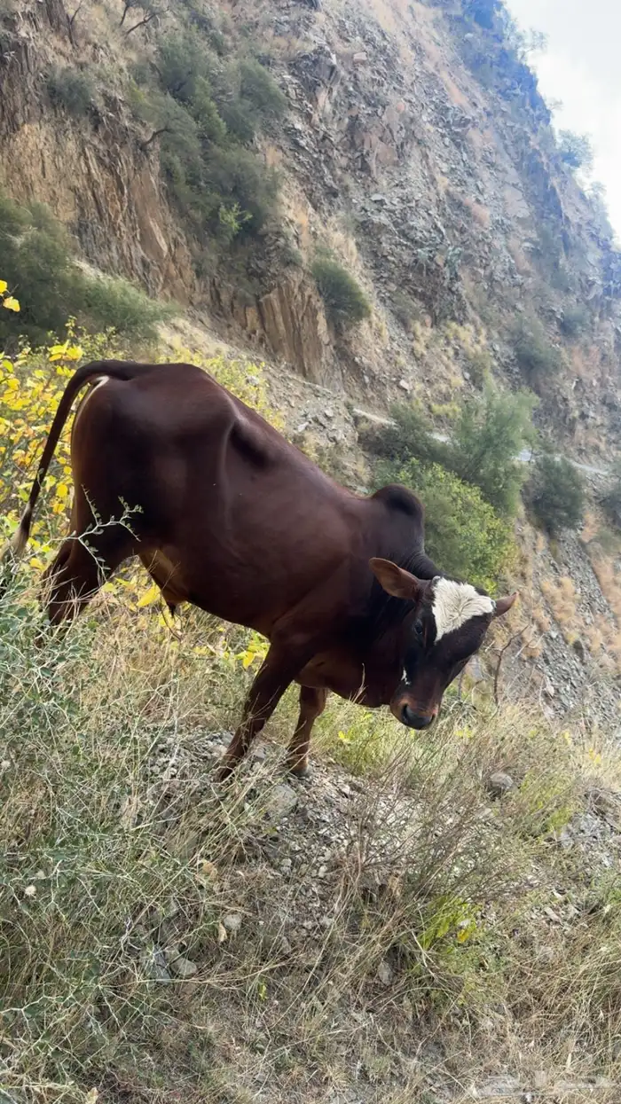 حسيل للبيع 2