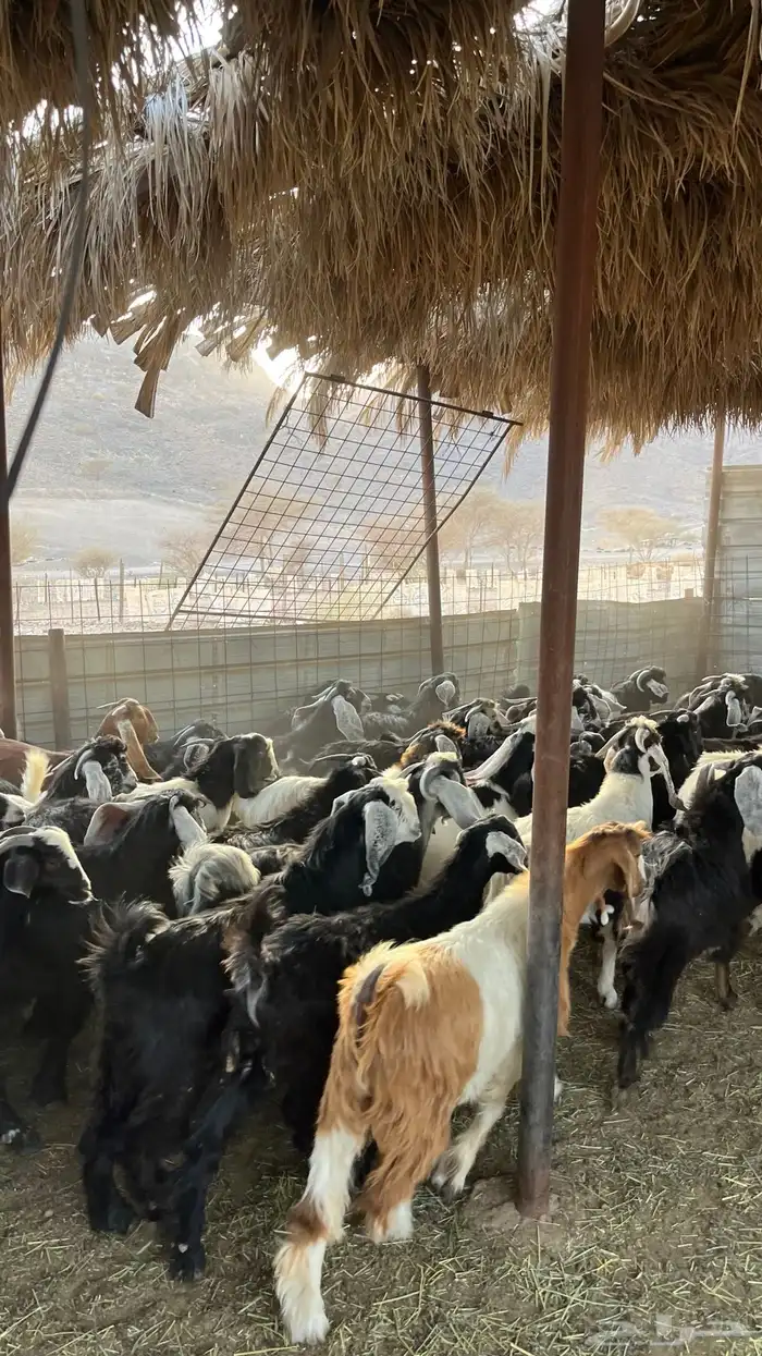 تيوس جبره ذبائح مخاصي جادعان 10