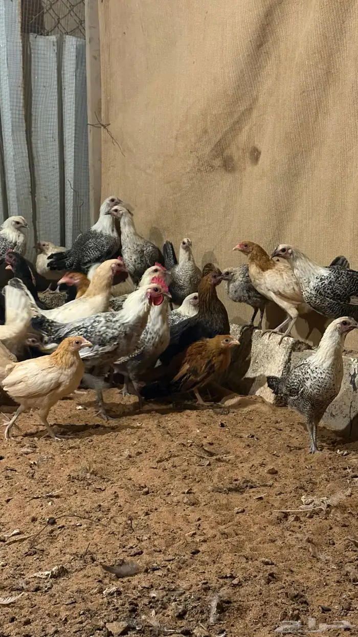 دجاج بشاير 4