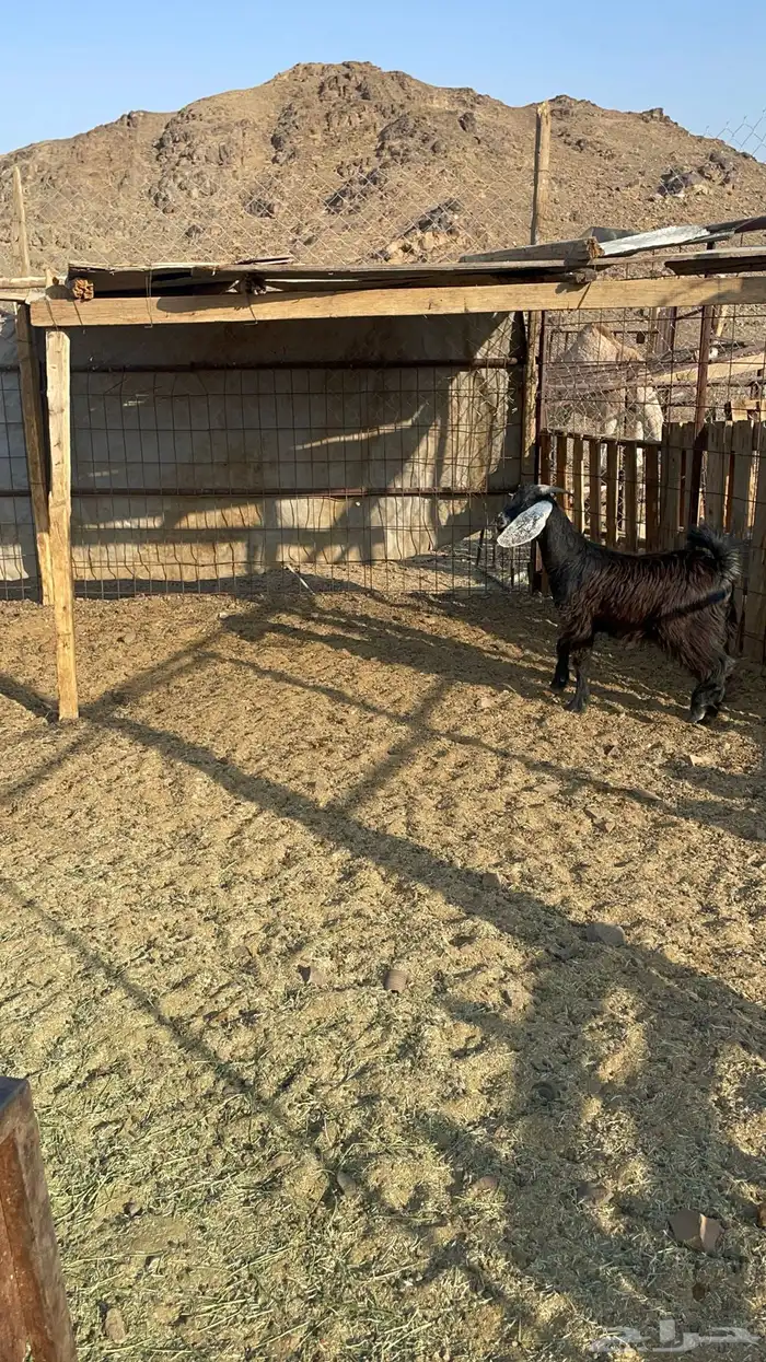 جفره عارضيه طيبه بالحيل(تم البيع) 5