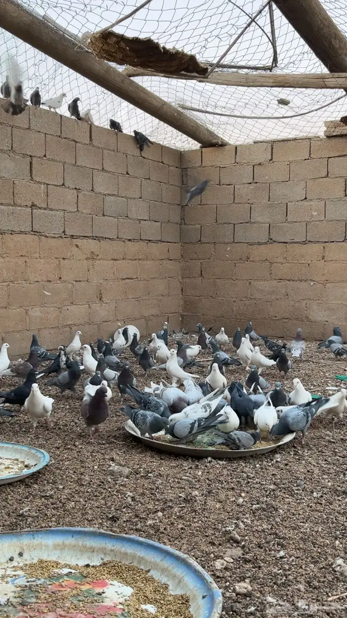 حمام زاجل وفرنسي 3