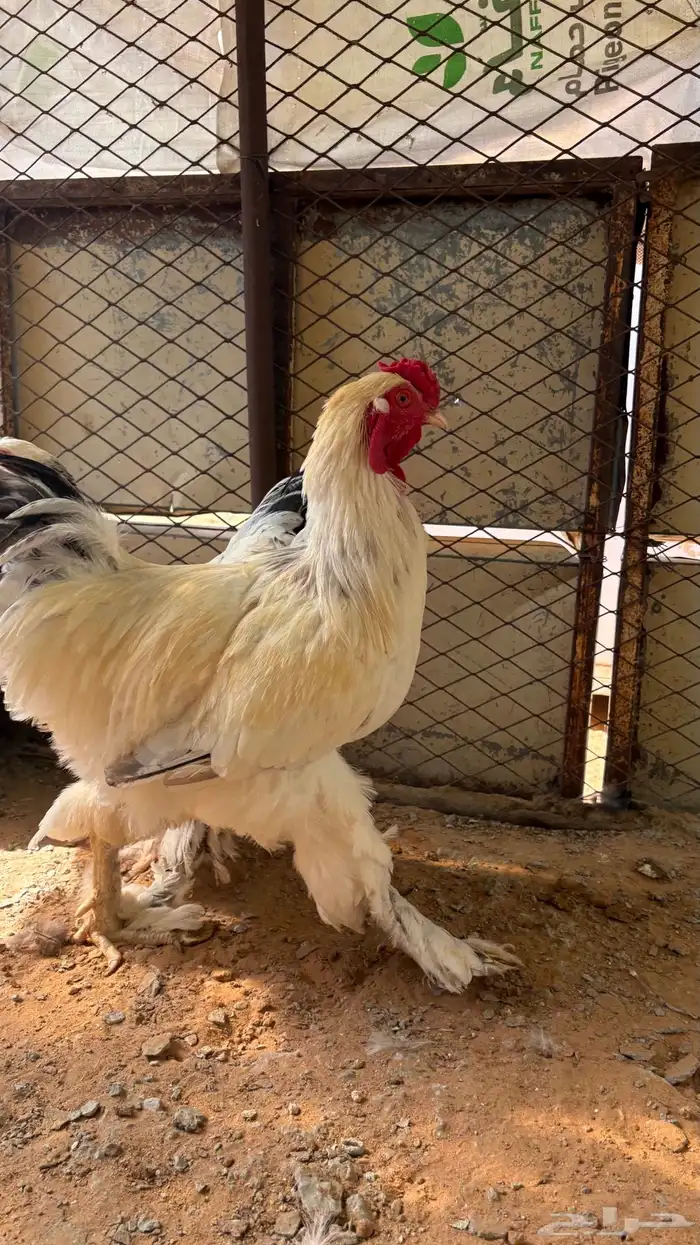 دجاج براهما 2