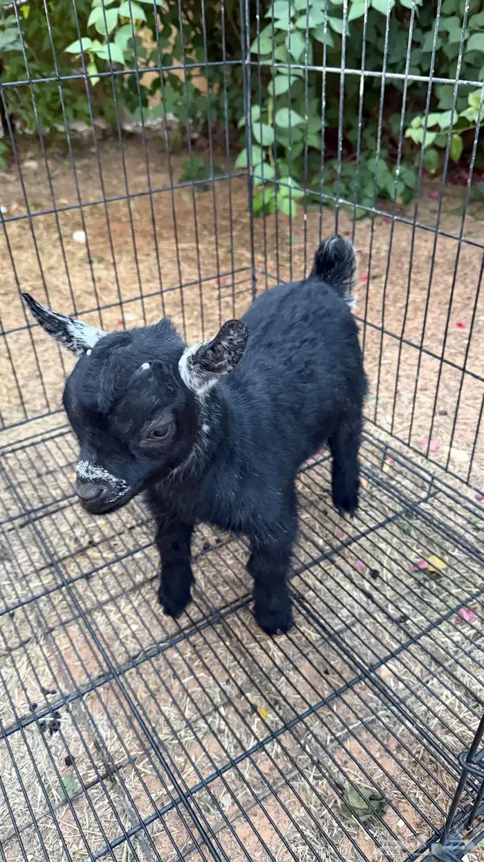 ماعز قزم (جفرة) للبيع 2