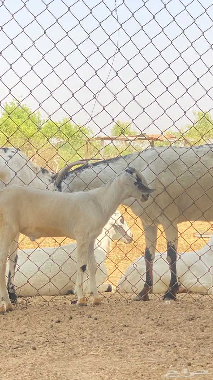 اثنين تيوس مشاريع 10