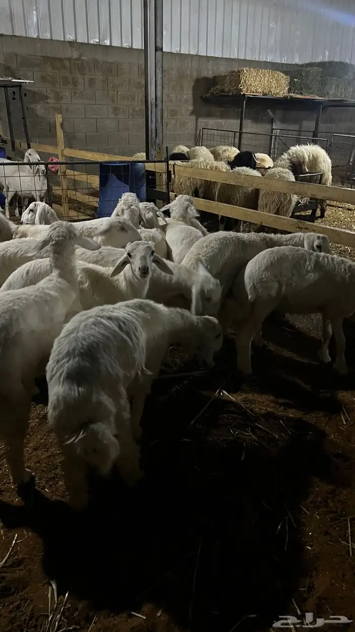 حريات للبيع جمله وتفريد 1