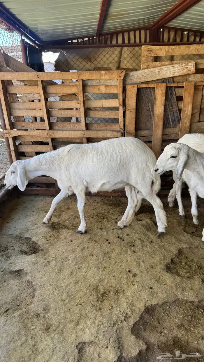 للبيع رخلين صنف الصنف من رخال شهران 0