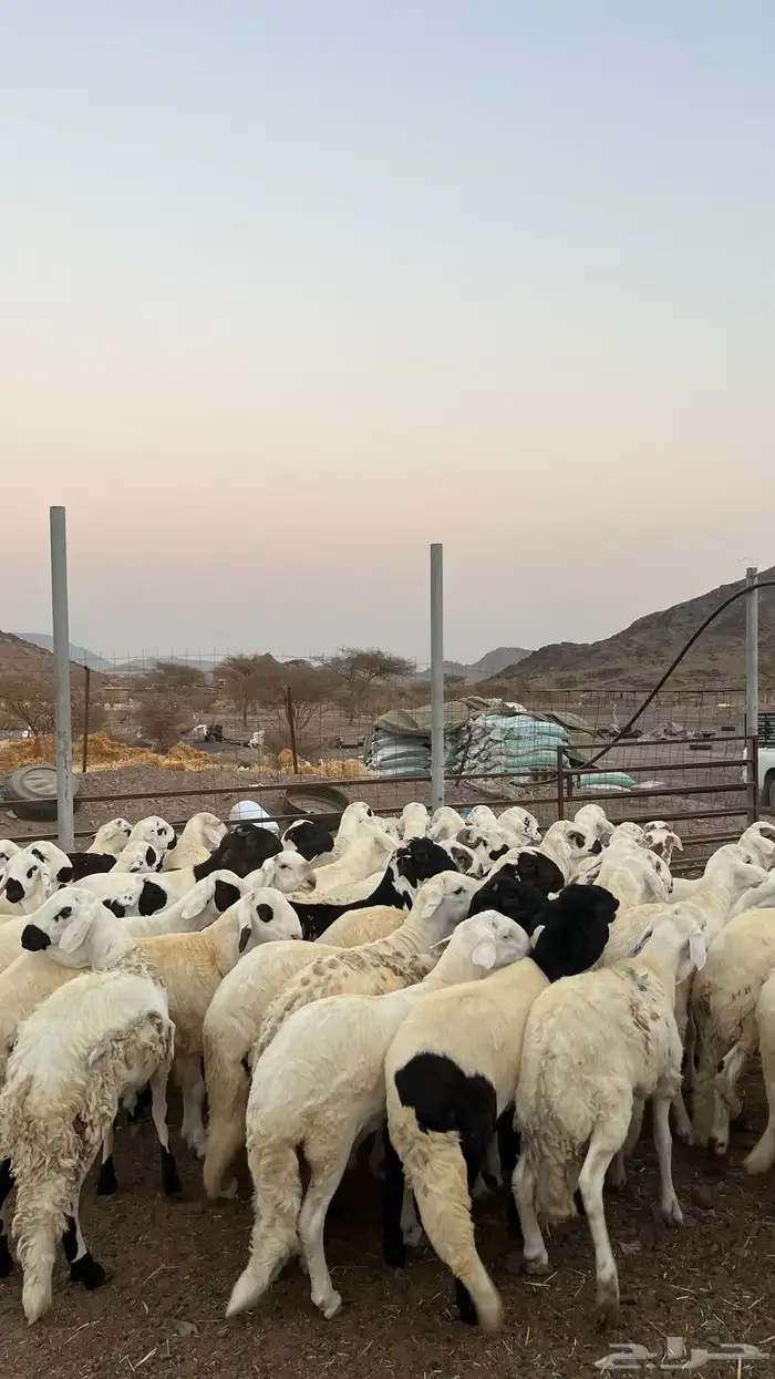 طليان سواكن شبيه الحرب مرابى جادعان مرابى 31