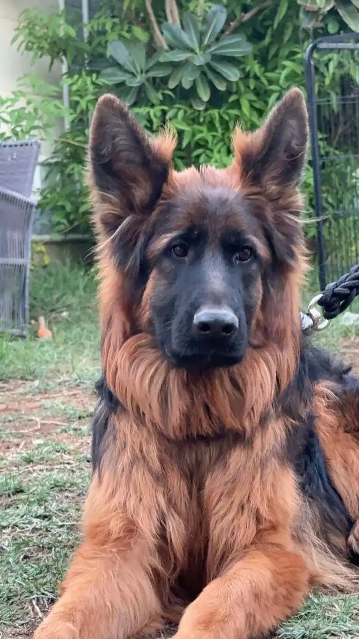 كلب جيرمن شيبرد 0