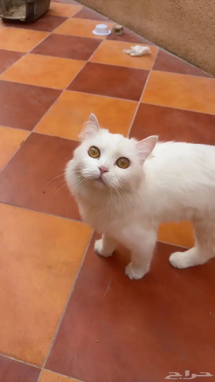 قطوه أنثى  لتبني 0