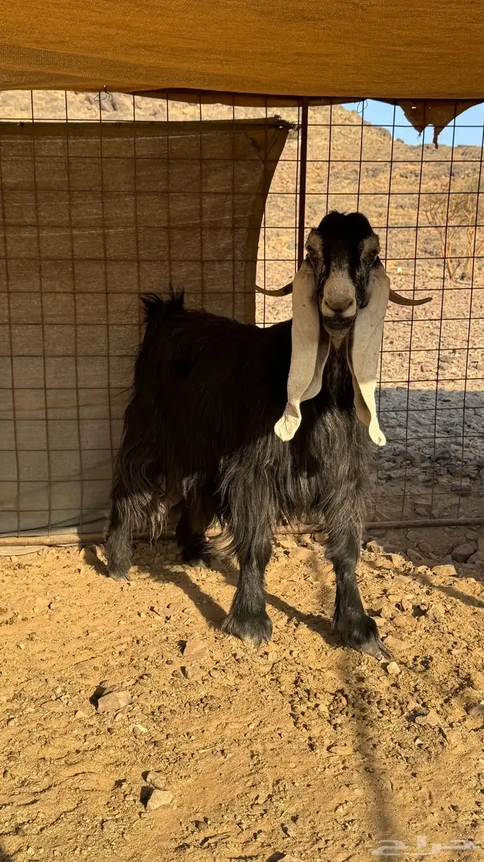 عنز عارضيه طيبة 5