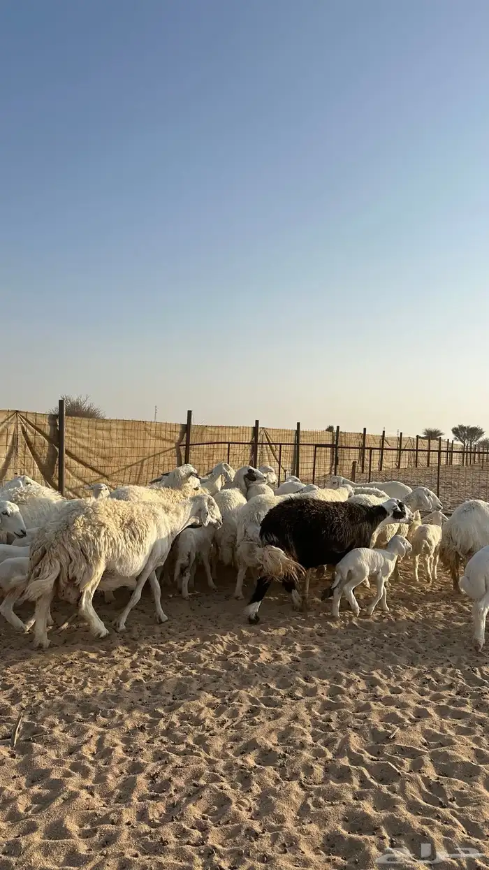 غنم متابيع 20 يتبعها 20 0