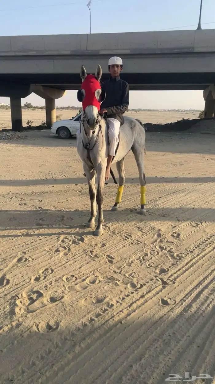 حصان شعبي كفو . 0