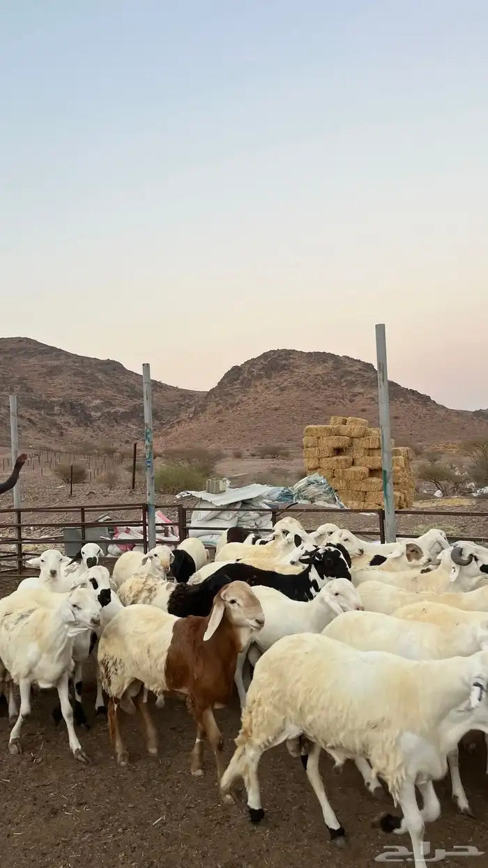 طليان سواكن شبيه الحرب مرابى جادعان مرابى 19