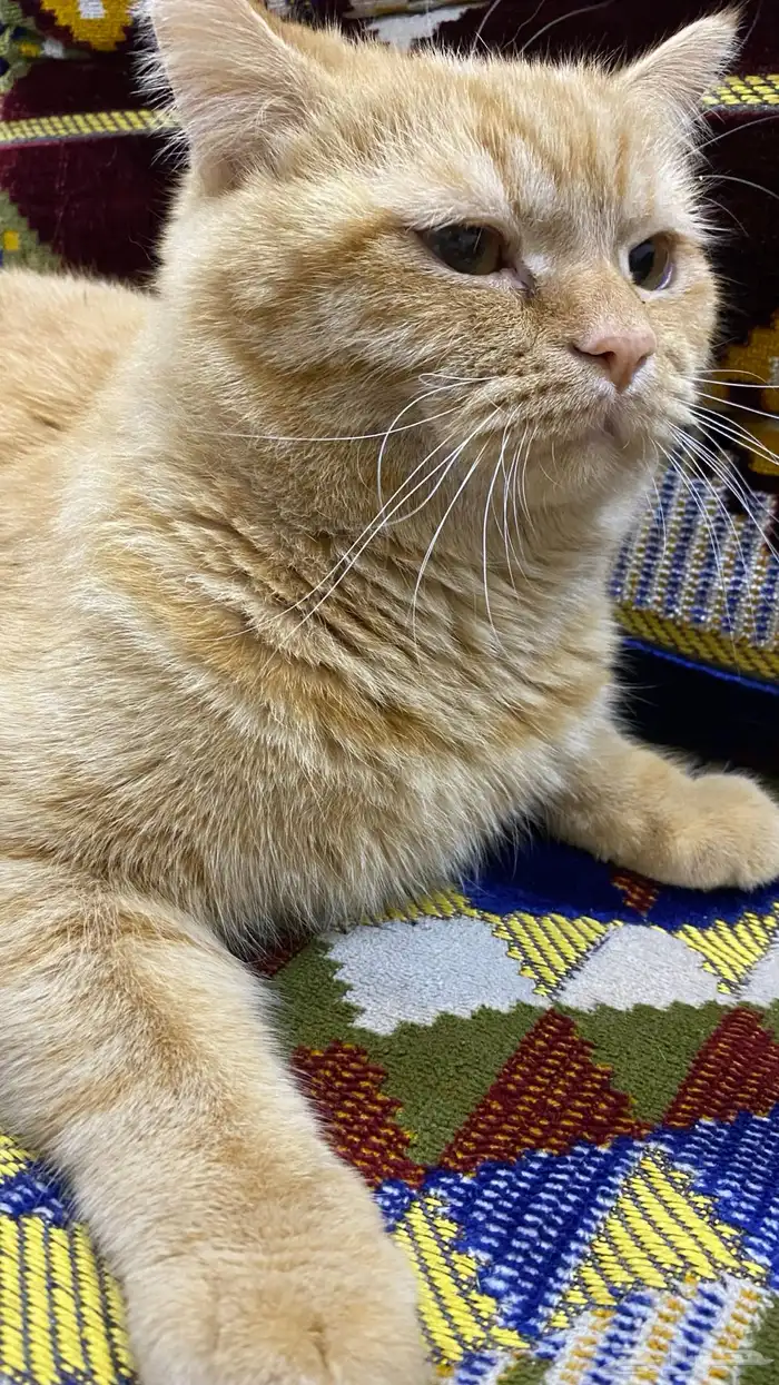 قط ذكر لتبني (شيرازي-هملايا) 3