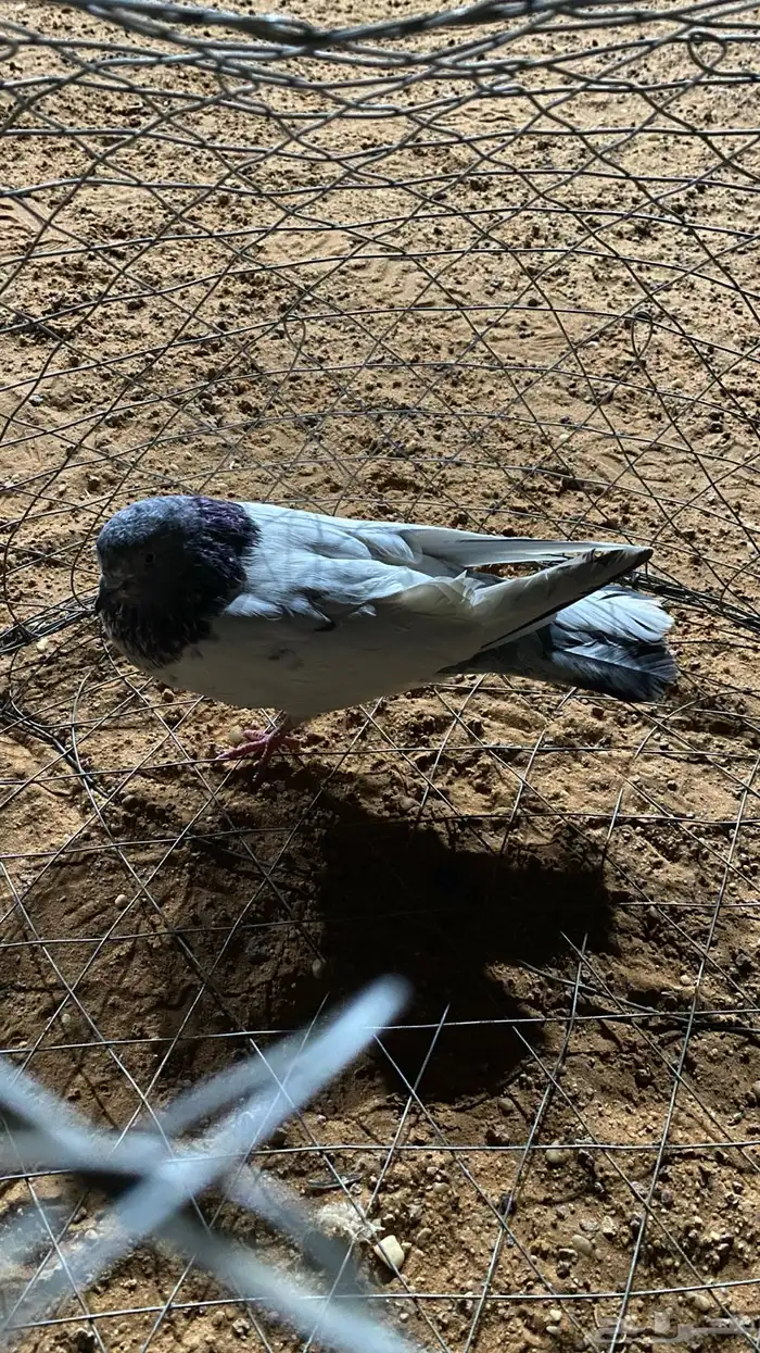 للبيع مشكل 0