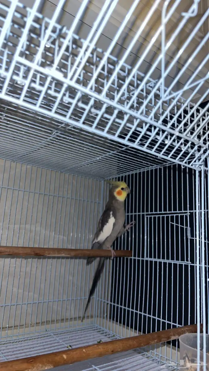 عصفور كروان 3