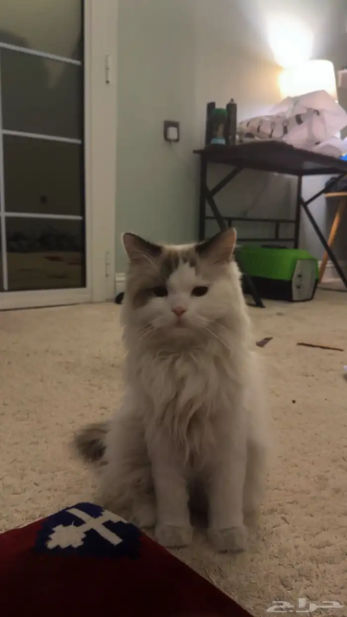 قط راغدول للبيع 2