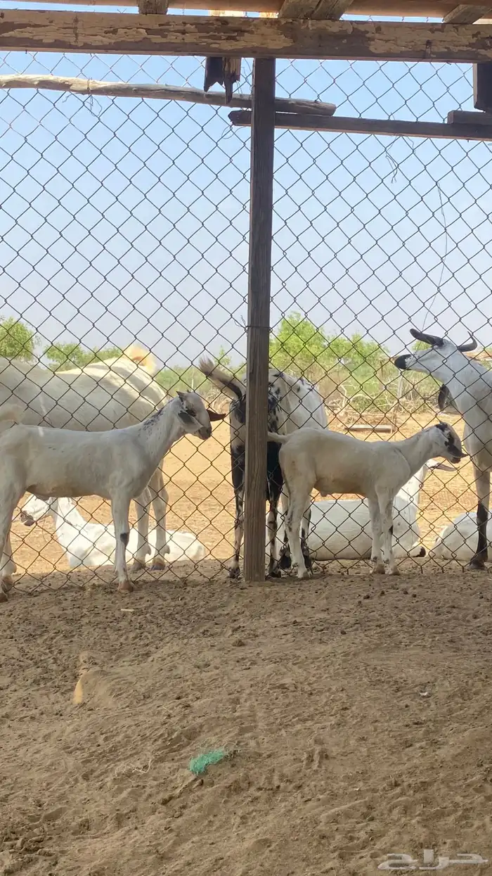 اثنين تيوس مشاريع 7