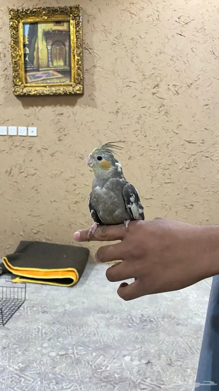 طير كروان أليف 6