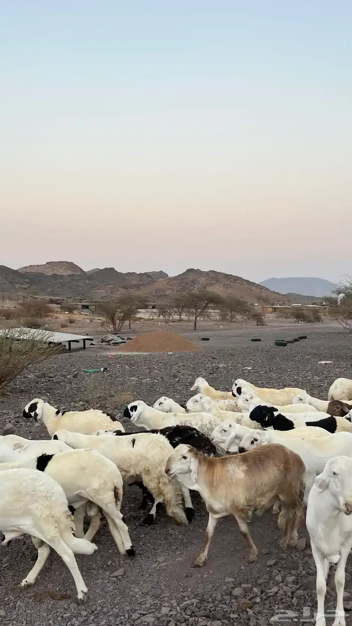 طليان سواكن شبيه الحرب مرابى جادعان مرابى 3