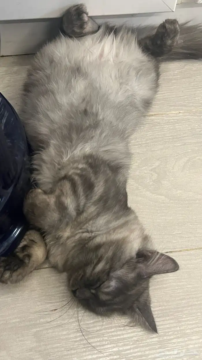 قطوه شيرازيه 2