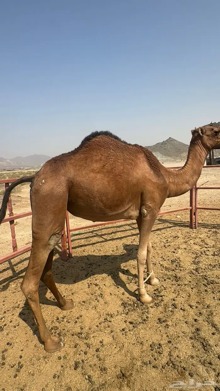 للبيع بكره ثنيه حمرا ساحليه نقبل بغنم 3