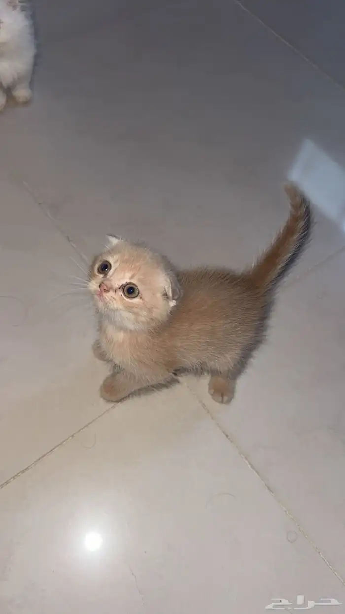 كتن سكوتش للبيع 9