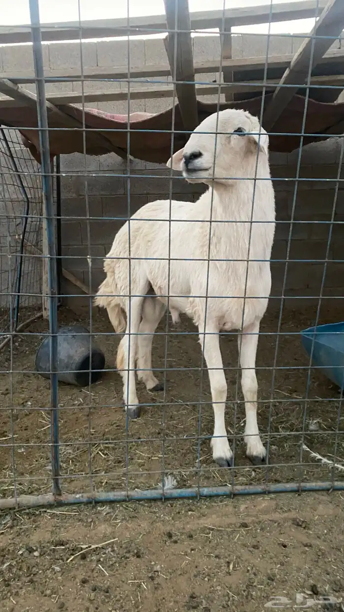 خروف حري فحل ثني او بداية رباع شرط 3