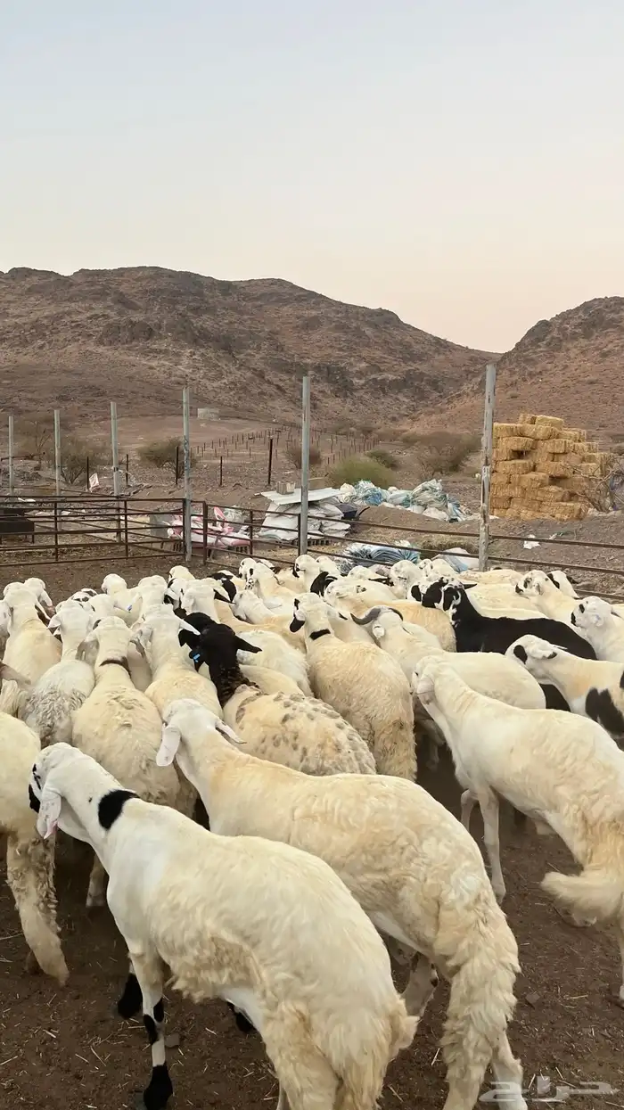 طليان سواكن شبيه الحرب مرابى جادعان مرابى 27