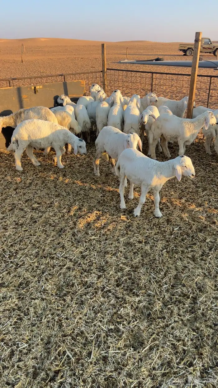 للبيع بهم حري 30 راس خرفان صافي 2
