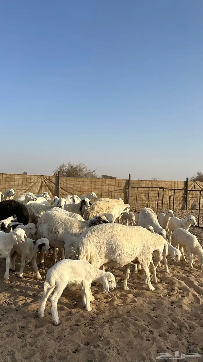 غنم متابيع 20 يتبعها 20 1