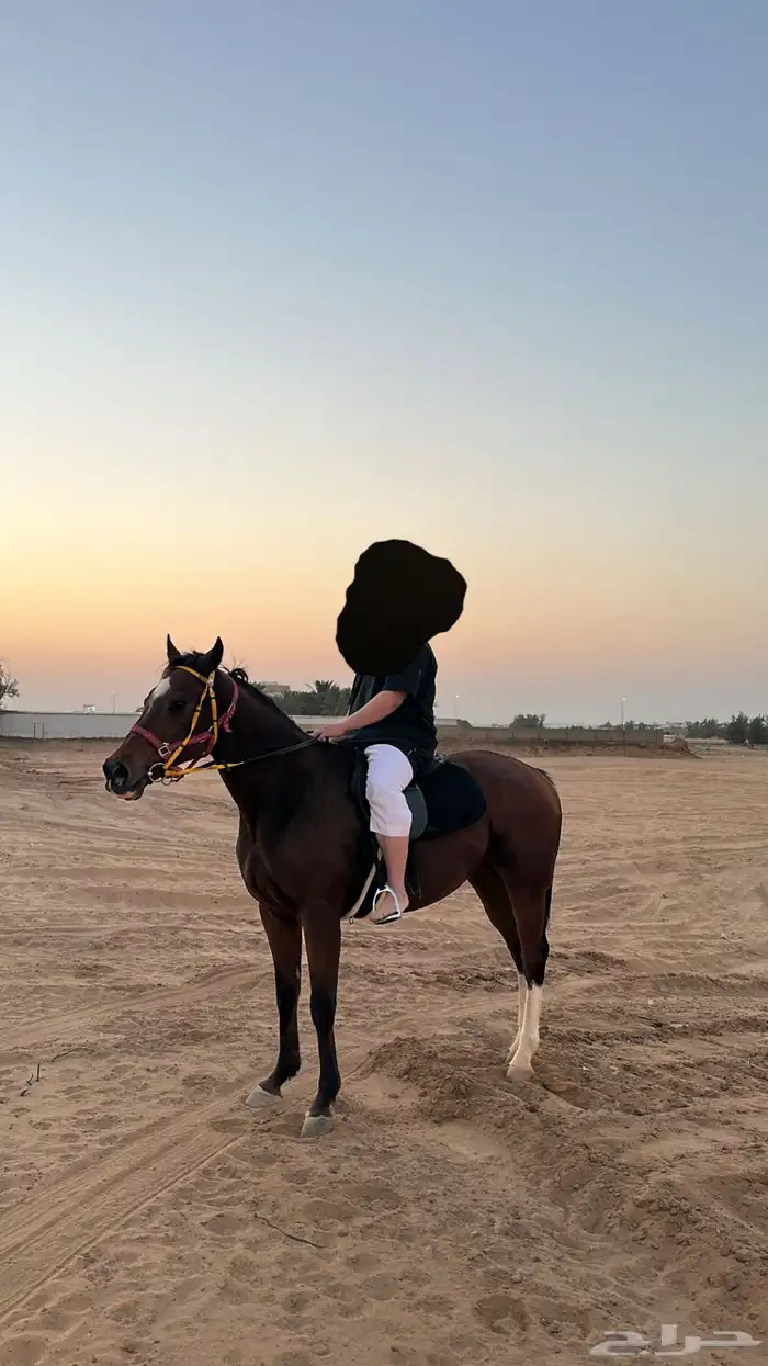 حصان انجليزي 1