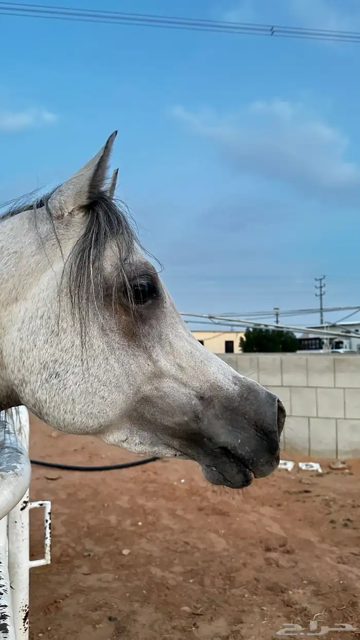 حصان شعبي حار على يدك 7