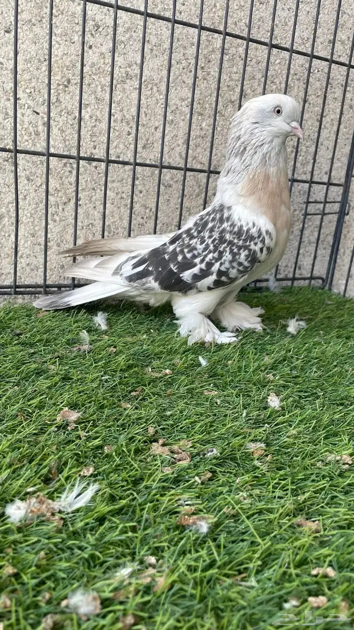 هزازي و أناثي أتراك . 0