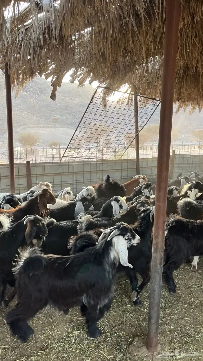 تيوس جبره ذبائح مخاصي جادعان 8