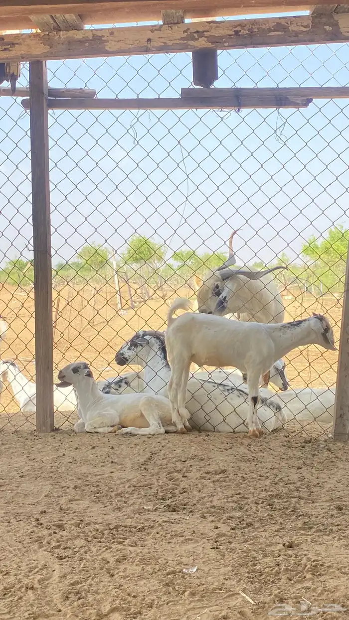 اثنين تيوس مشاريع 29