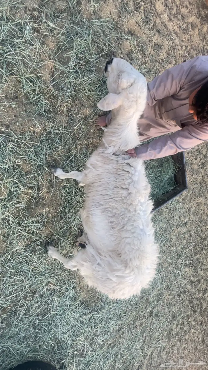 ضانه للبيع سليمه من كل الامراض 1