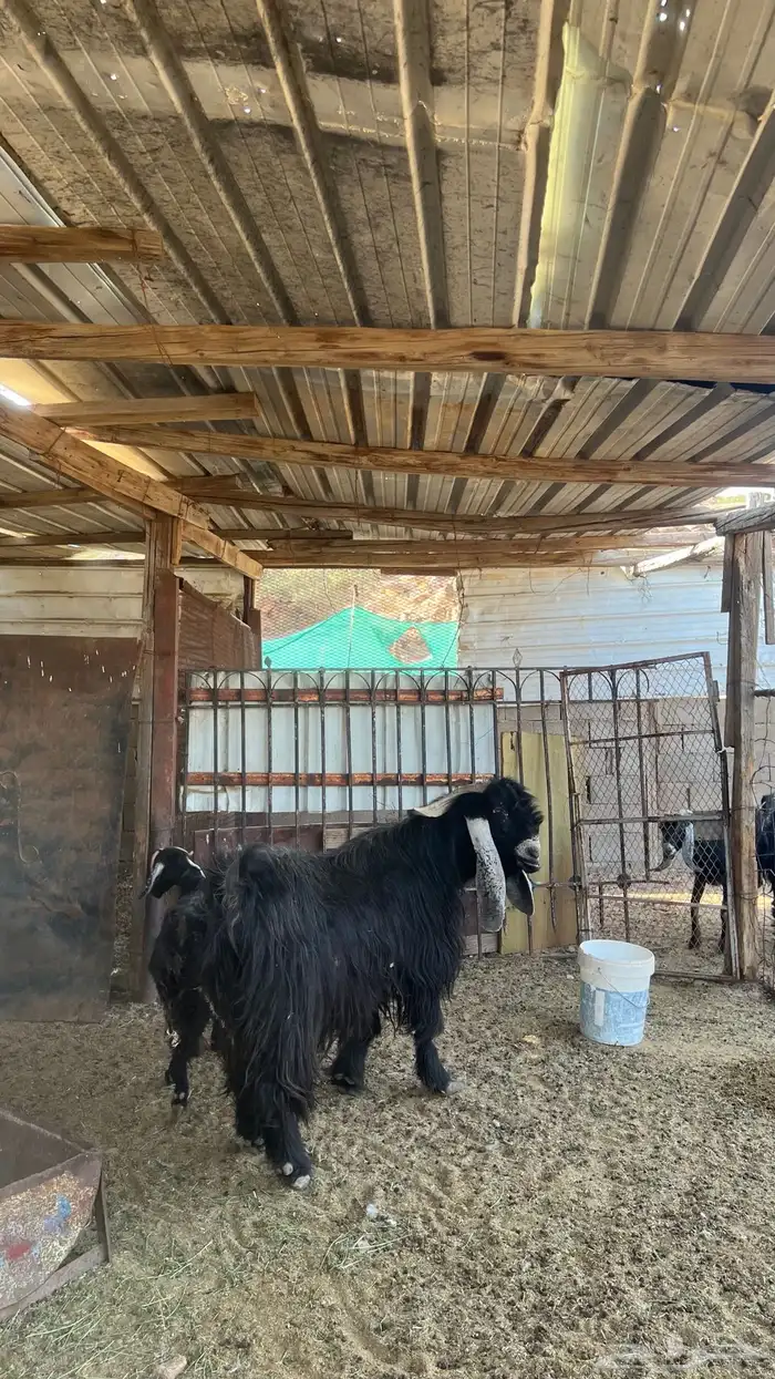 تيس فحل جرم ومد 2