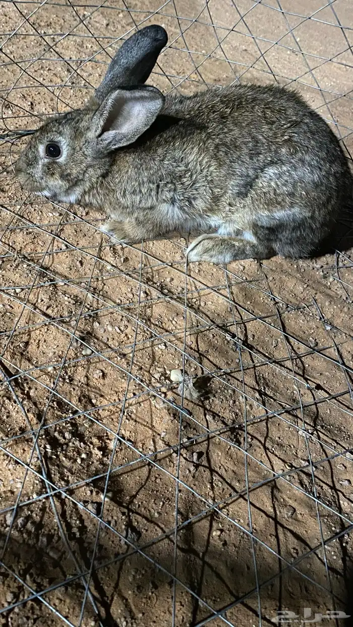 للبيع مشكل 1