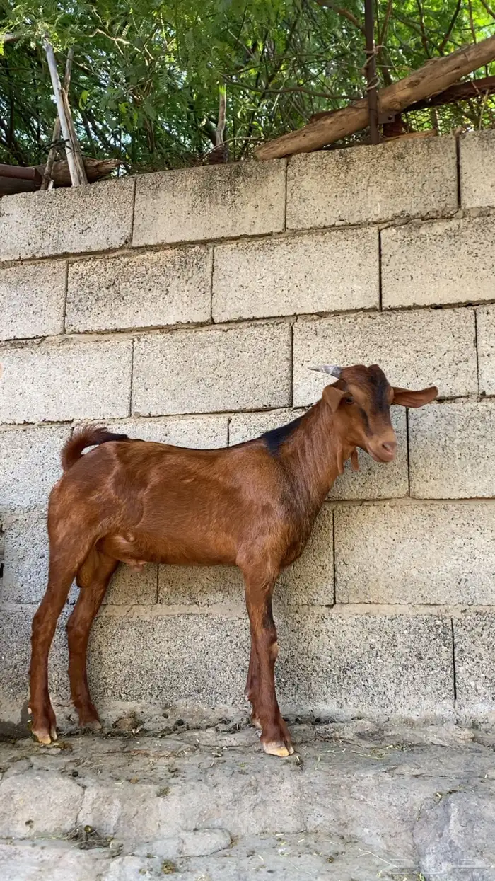 تيس ادهم بلدي 0