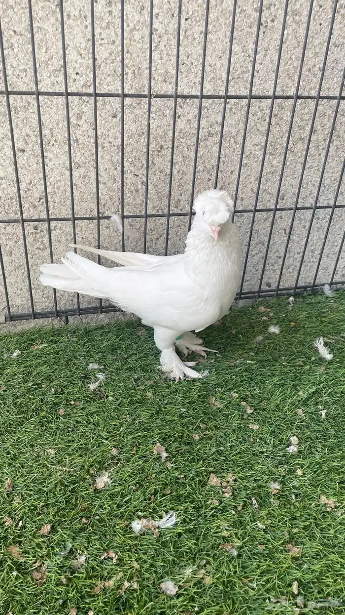 هزازي و أناثي أتراك . 8