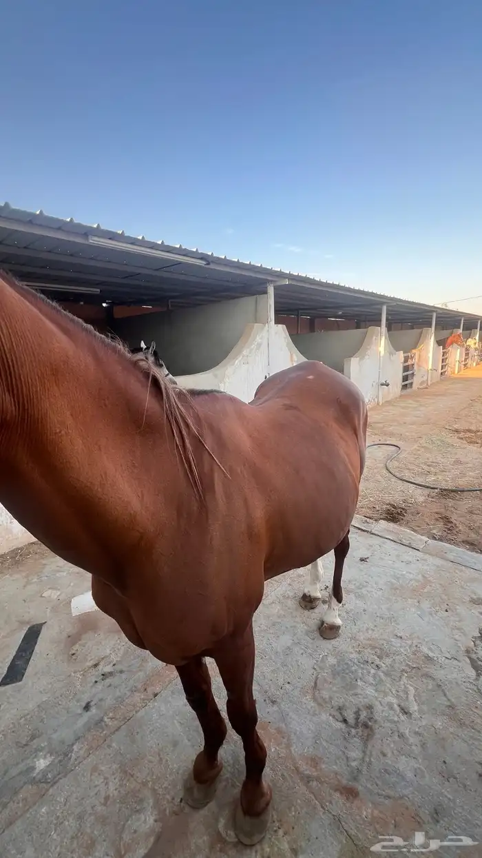 فرس شعبية لقاح ثقيل 1