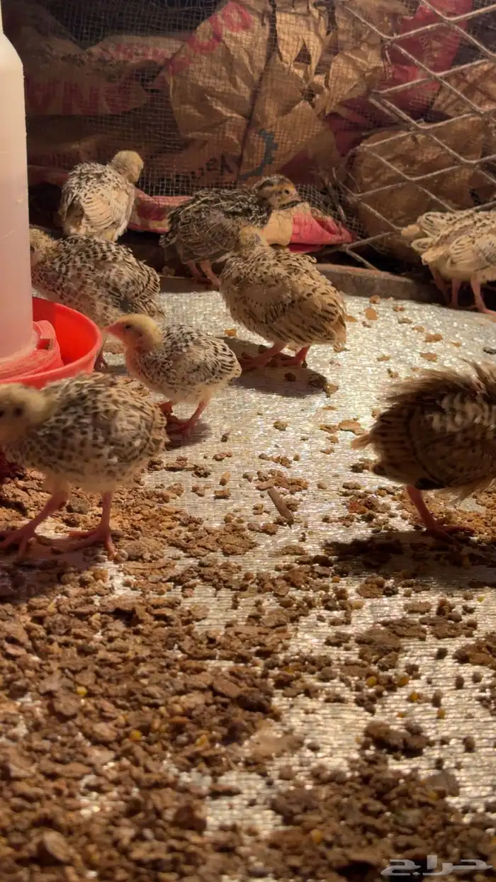 صيصان سمان 1