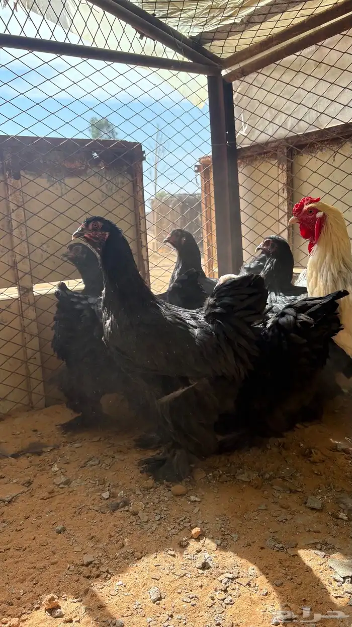 دجاج براهما 0