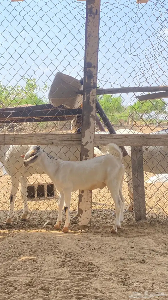 اثنين تيوس مشاريع 0