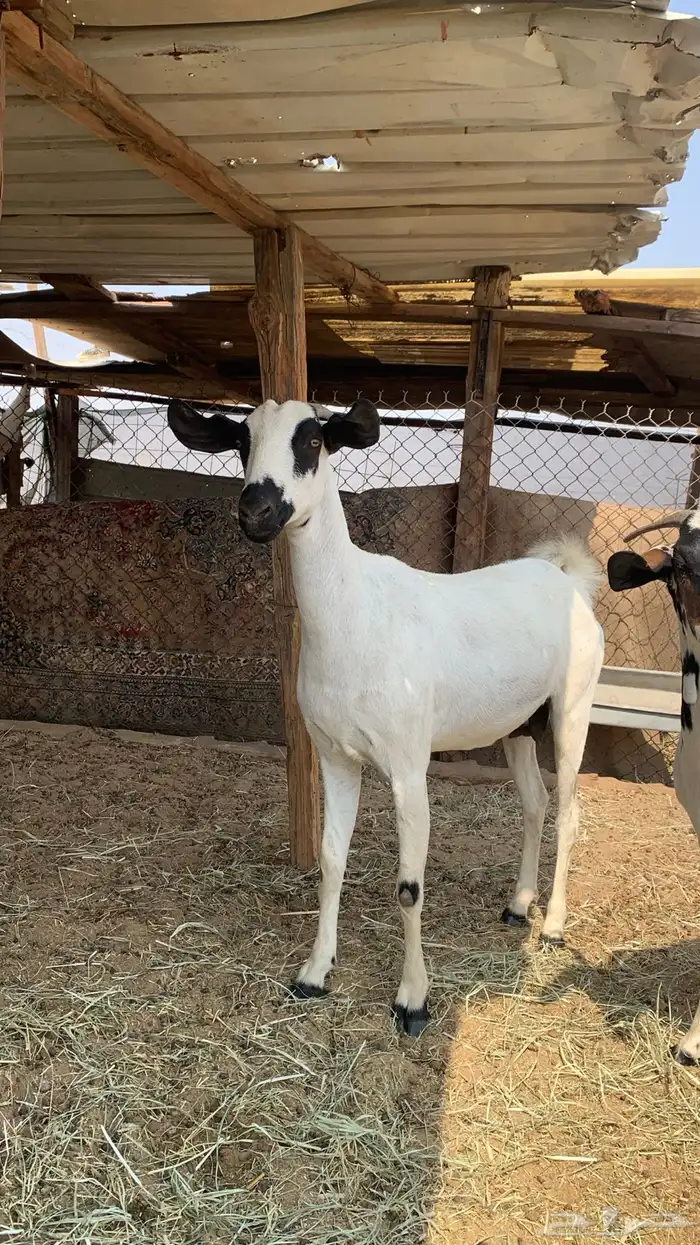 معزا بيشيات مراح واحد دفيع و ولد 10