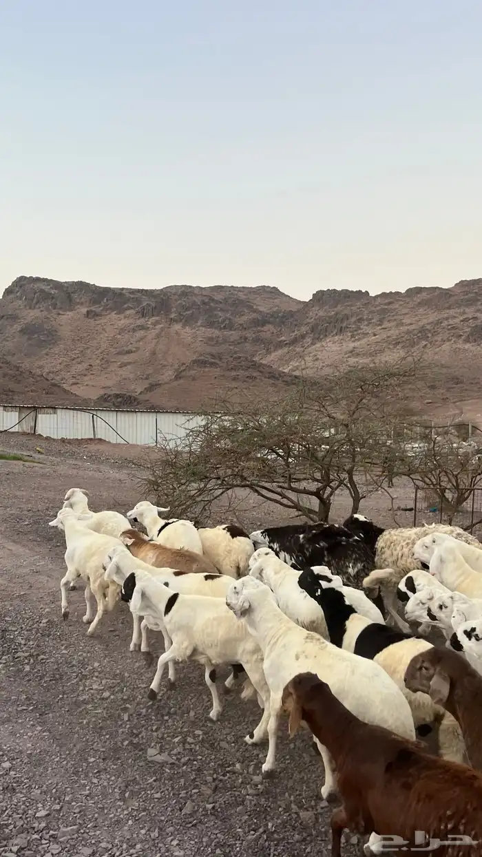 طليان سواكن شبيه الحرب مرابى جادعان مرابى 4