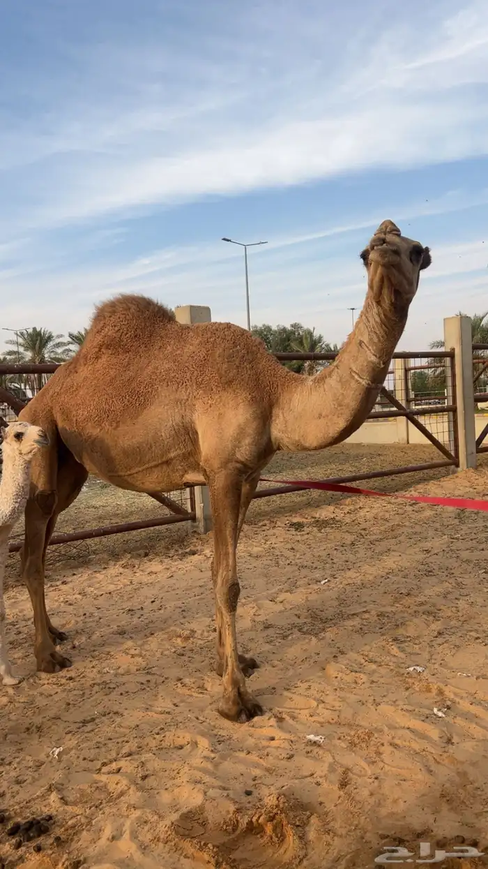 لقحات للبيع 1