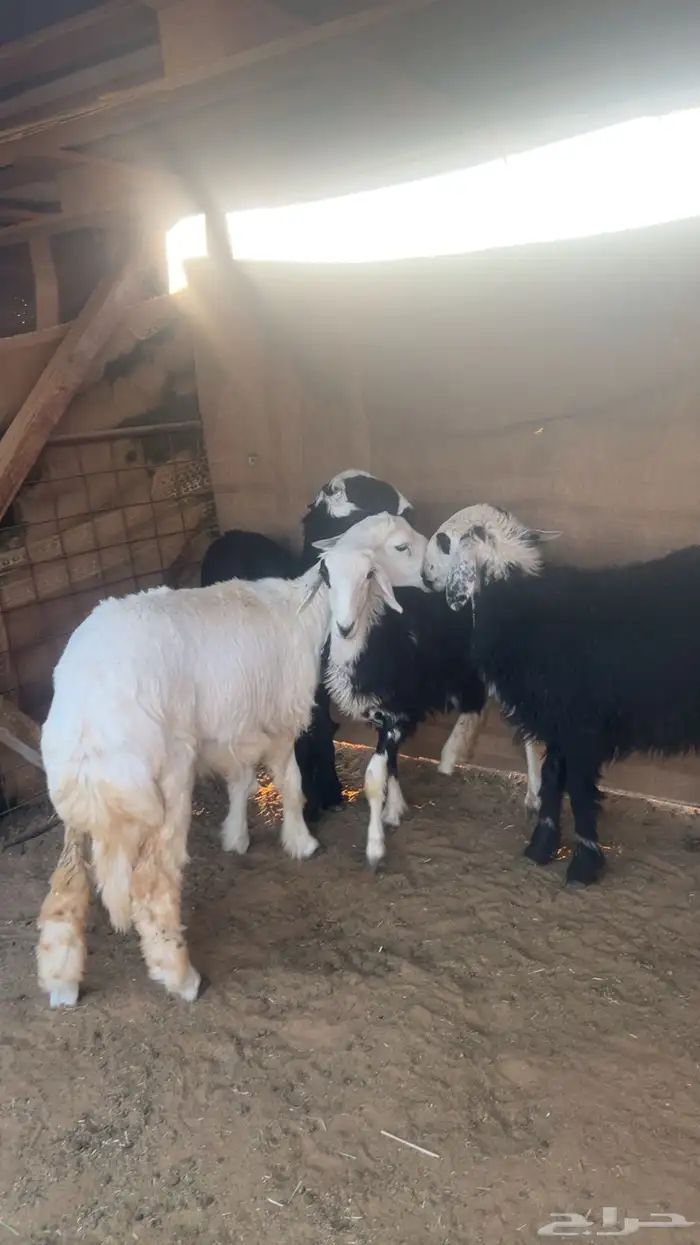 رخال للبيع فل مقفلات 2